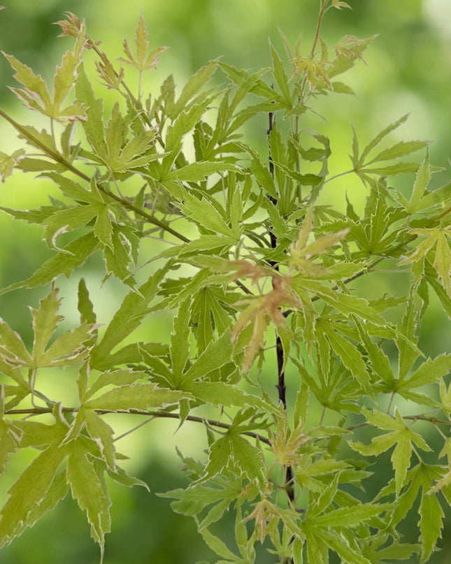 Acero giapponese - Acer palmatum Methamorphosa - 2 pezzi - Vaso 19 cm Altezza 70 cm