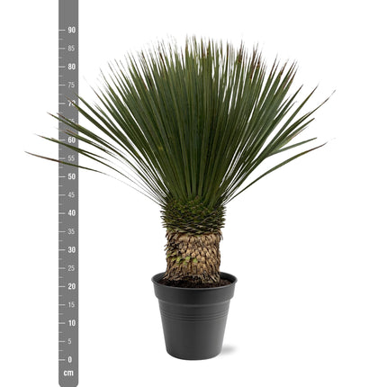Yucca Rostrata - 80 - 100cm- Ø38
