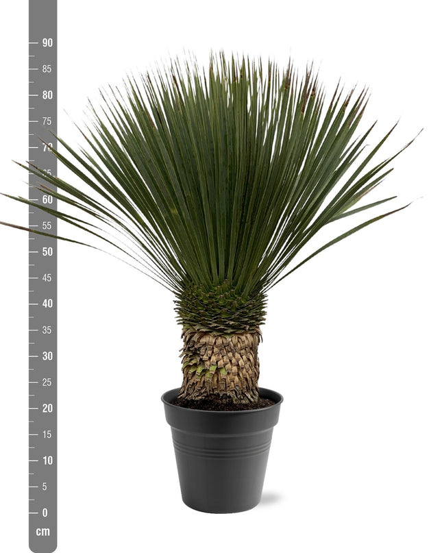 Yucca Rostrata - 80 - 100cm- Ø38