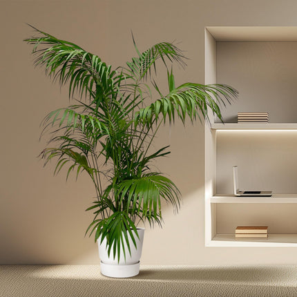 Kentia-Palme XXL - 260 cm - ø32-40 cm