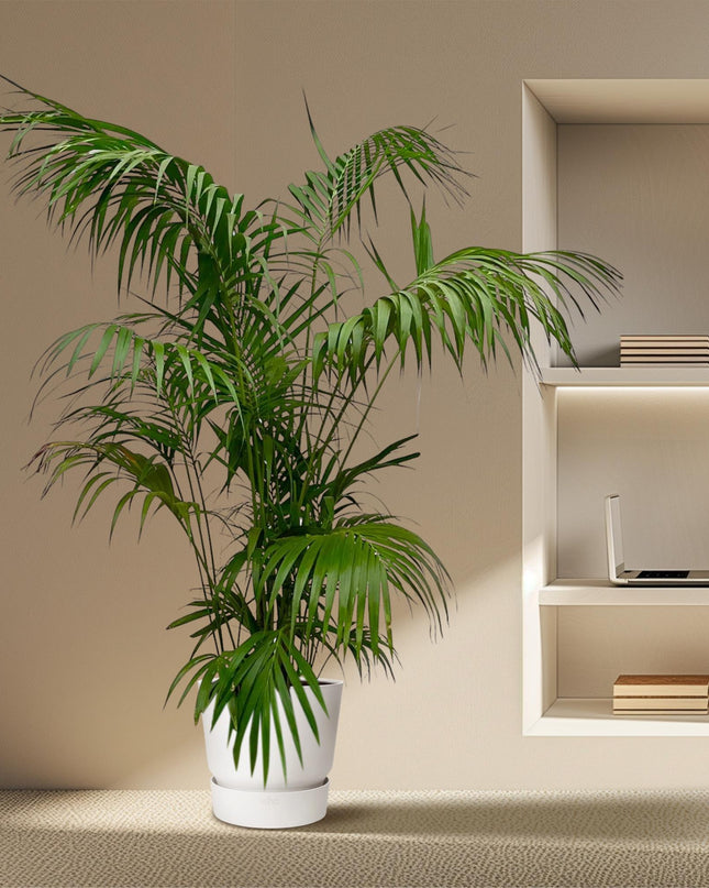 Kentia-Palme XXL - 260 cm - ø32-40 cm