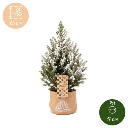 4x Kerstboom Picea glauca Conica - Kegelspar - incl. jute zak - Ø17cm - ↕65cm
