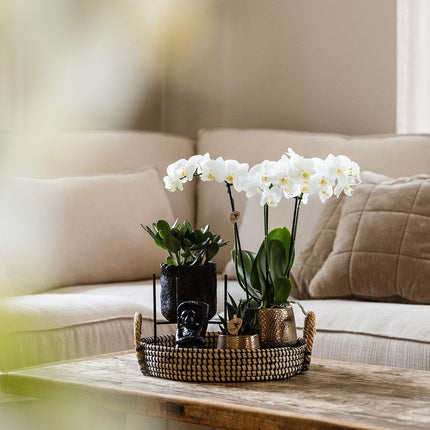 Kolibri Company | Gift set Urban Nature | Plantenset met Phalaenopsis Orchidee en Succulenten incl. keramieken sierpotten