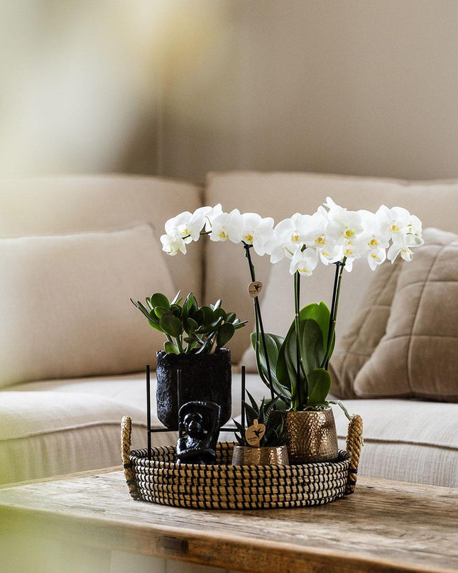 Kolibri Company | Gift set Urban Nature | Plantenset met Phalaenopsis Orchidee en Succulenten incl. keramieken sierpotten