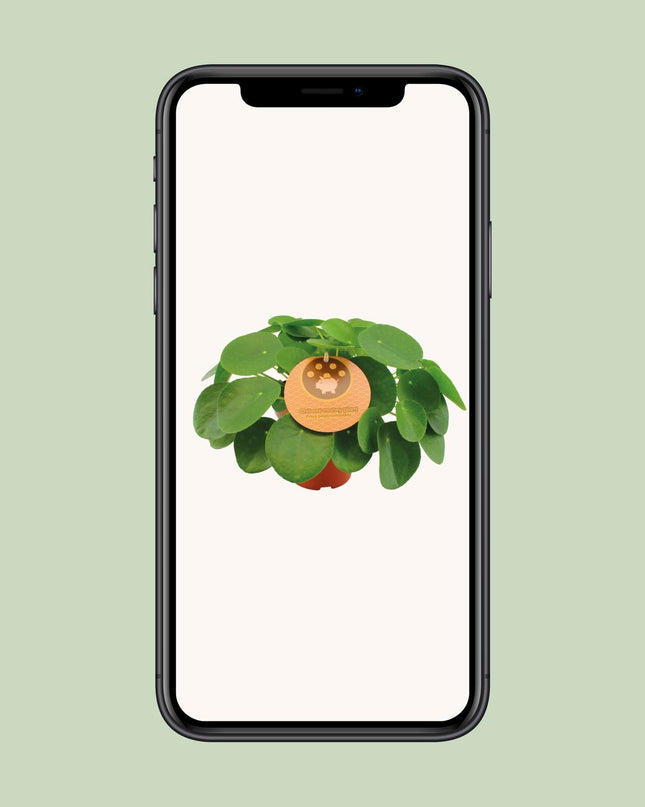 Pilea Peperomioides - Ø15cm - ↕30cm