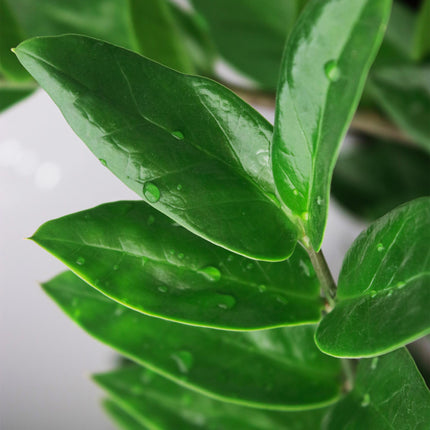 Zamioculcas - Glücksfeder + Mand - Topf 21 cm - Höhe 80-90 cm