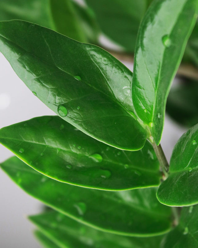 Zamioculcas - Glücksfeder + Mand - Topf 21 cm - Höhe 80-90 cm