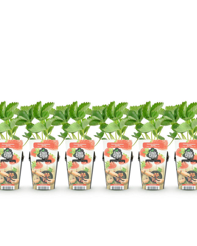 Piantine di Fragola - 6 Piantine - Fragaria Maxim - Resistenti all'Inverno - Vaso 9 cm - Fragola Rossa