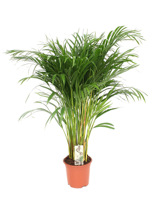 Areca Palm - Dypsis Lutescens- Ø24cm - ↕120cm