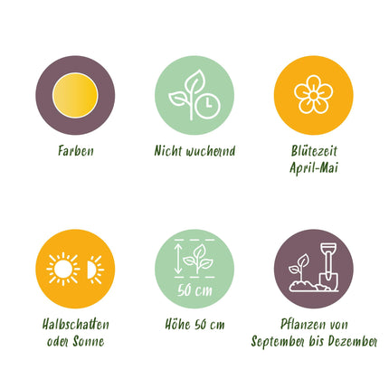 Bloembollen - Tulp Vendeeglobe - Kleur Geel - 12 stuks - Bolmaat 11/12 - XXL Pack