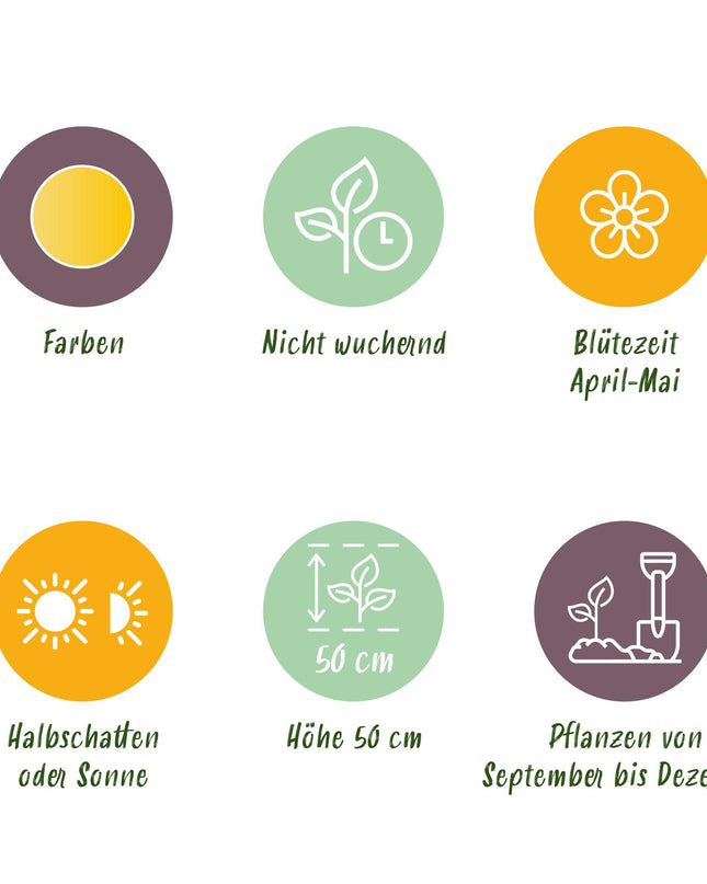 Bloembollen - Tulp Vendeeglobe - Kleur Geel - 12 stuks - Bolmaat 11/12 - XXL Pack