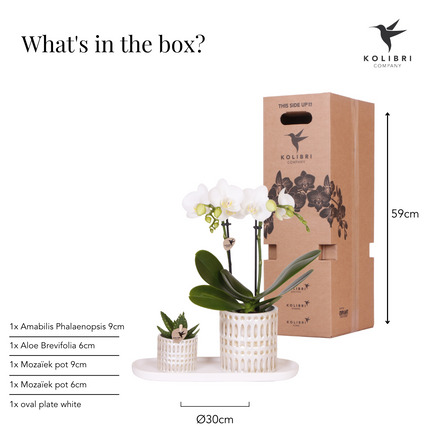 Orchidée | Ensemble de plantes Le Chic petit | Orchidée Phalaenopsis blanche Amabilis et plante grasse incluant des pots décoratifs en céramique sur un plateau organique crème
