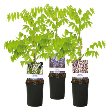 Blauwe regen - 3 planten - Wisteria floribunda Tricolour - Bloemen Blauw Roze Wit  - Pot 11cm Hoogte 40cm