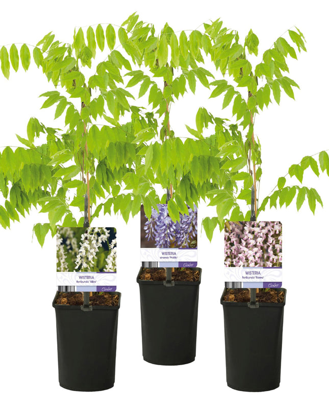 Blauwe regen - 3 planten - Wisteria floribunda Tricolour - Bloemen Blauw Roze Wit  - Pot 11cm Hoogte 40cm