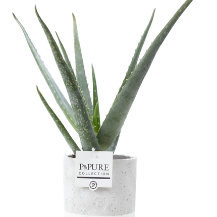 Aloe Vera incl. keramieke pot P&PURE Jade Ceramics - Ø12cm - ↕45cm