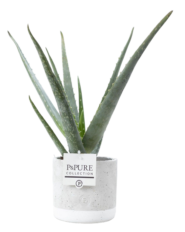 Aloe Vera incl. keramieke pot P&PURE Jade Ceramics - Ø12cm - ↕45cm