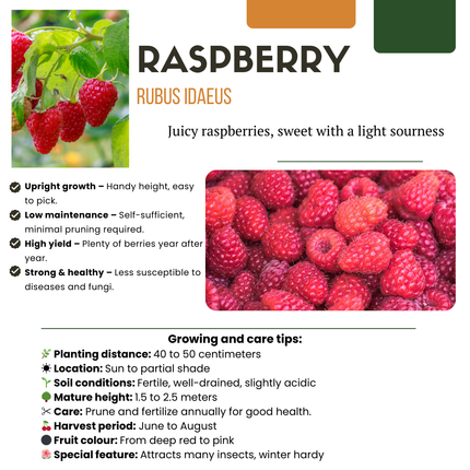 Mix di piante da frutto BIO 5 pezzi - Lampone/ Ribes/ Mirtillo/ Uva/ Mora