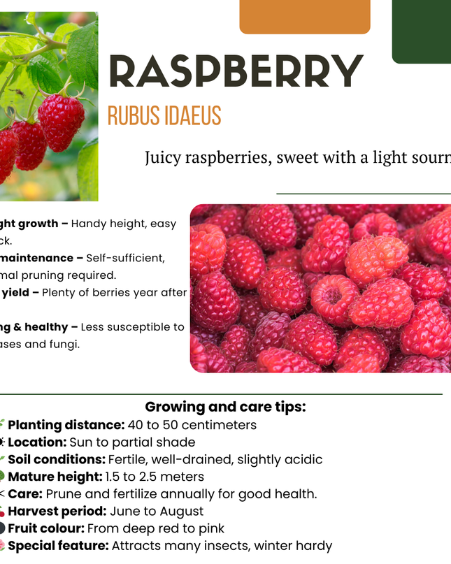 Mix di piante da frutto BIO 5 pezzi - Lampone/ Ribes/ Mirtillo/ Uva/ Mora