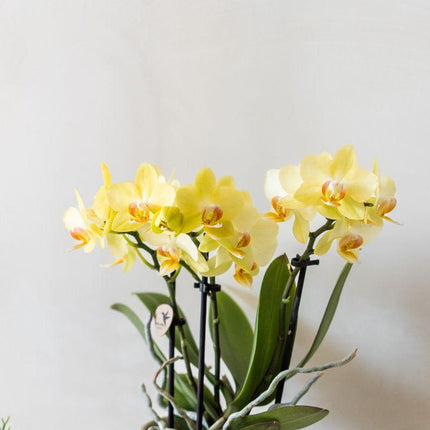 Orchideen-Pflanzset Bloom Green | Gele Albenga Orchidee 9 cm + grüne Pflanzen inkl. Ziergefäße