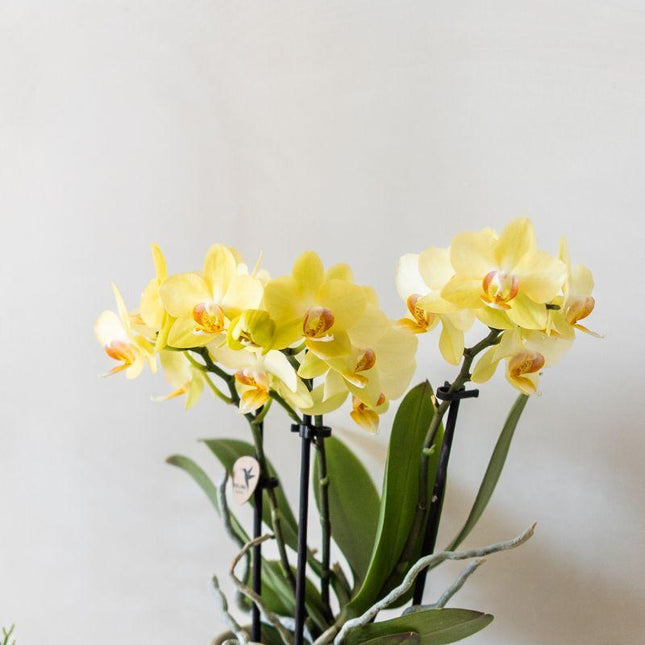 Orchideen-Pflanzset Bloom Green | Gele Albenga Orchidee 9 cm + grüne Pflanzen inkl. Ziergefäße