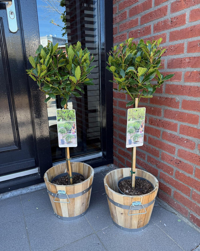 Lauro nobile - Sempreverde - Resistente all'inverno - Foglia verde - Vaso 19 cm Altezza 90 cm