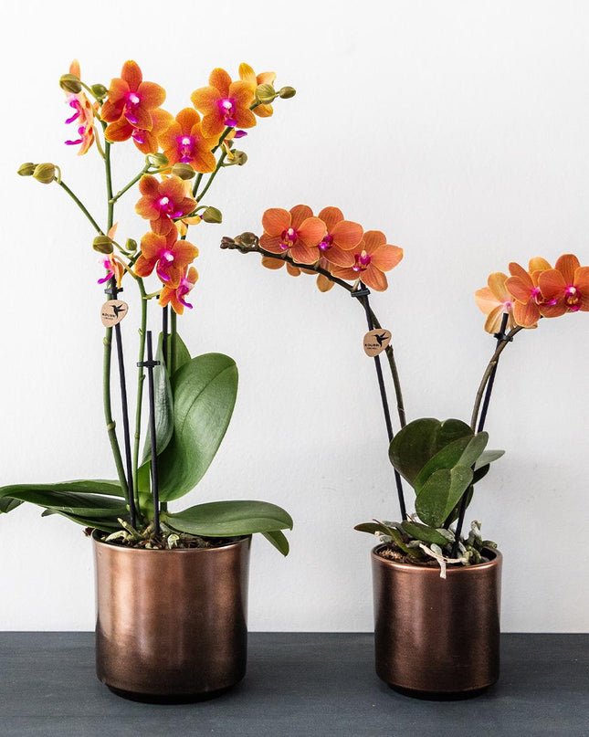 Kolibri Orchids | oranje geurende Phalaenopsis orchidee - Fragrance - potmaat Ø9cm | bloeiende kamerplant - vers van de kweker