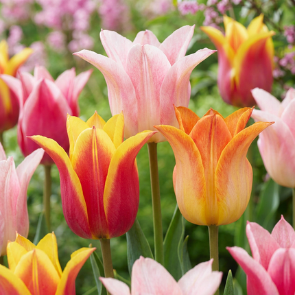 96x Tulipa Ballade mix - Mix di tulipani Ballade a fiore di giglio - Vari - Fioritura primaverile - Calibro del bulbo 11/12