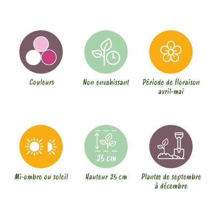 Bloembollen - Hyacinth Pastel mix - Diversen Pastel Kleuren - 10 stuks - Bolmaat 14/15 - XXL Pack