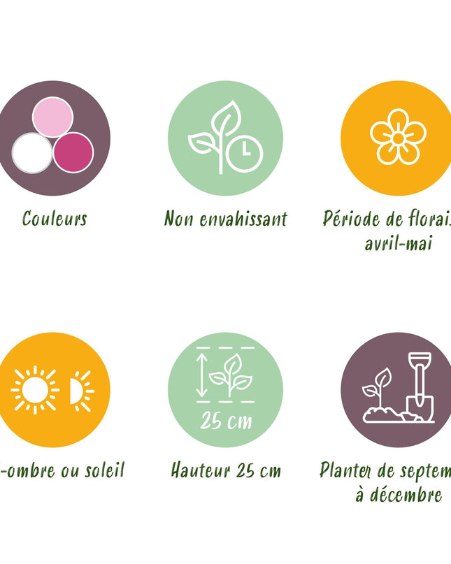 Bloembollen - Hyacinth Pastel mix - Diversen Pastel Kleuren - 10 stuks - Bolmaat 14/15 - XXL Pack