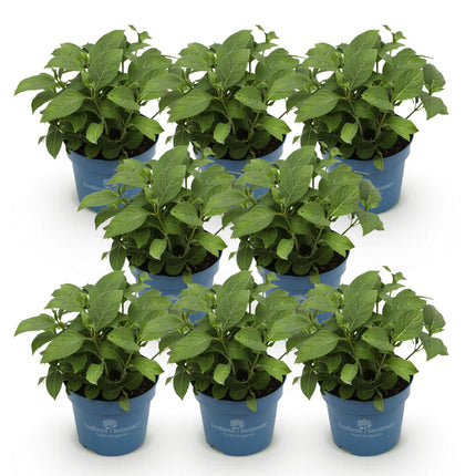 Hortensia Paars - Hydrangea Endles Summer Summer Love Purple - 8 Planten - Pot 14cm - Hoogte 20-25cm