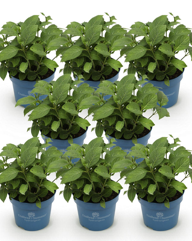 Hortensia Paars - Hydrangea Endles Summer Summer Love Purple - 8 Planten - Pot 14cm - Hoogte 20-25cm
