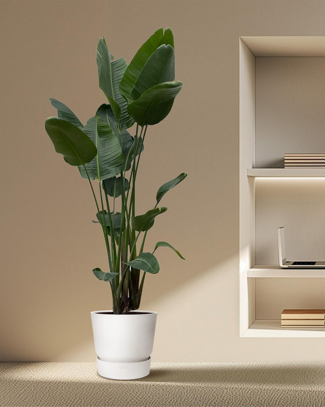 Strelitzia Nicolai XXL - 250 cm - ø50