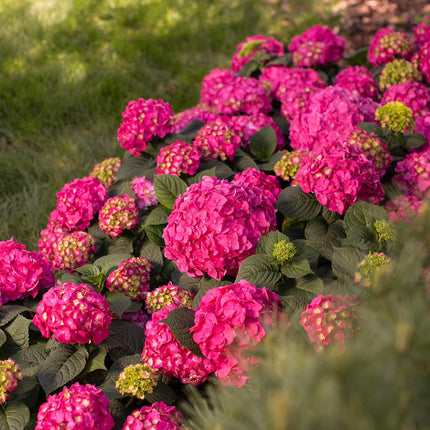 Hortensia Rood - Hydrangea Endles Summer Summer Love Red - 8 Planten - Pot 14cm - Hoogte 20-25cm