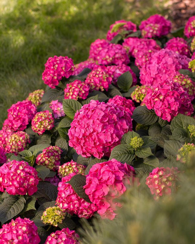 Hortensia Rood - Hydrangea Endles Summer Summer Love Red - 8 Planten - Pot 14cm - Hoogte 20-25cm