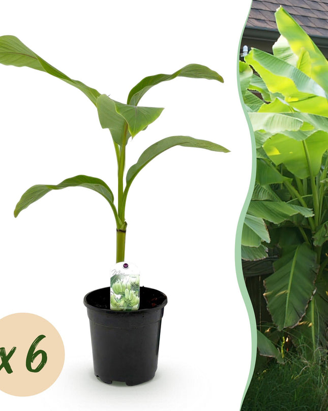Bananen plant - Musa Basjoo - Winterhard - 6 planten - Pot 17cm Hoogte 40cm