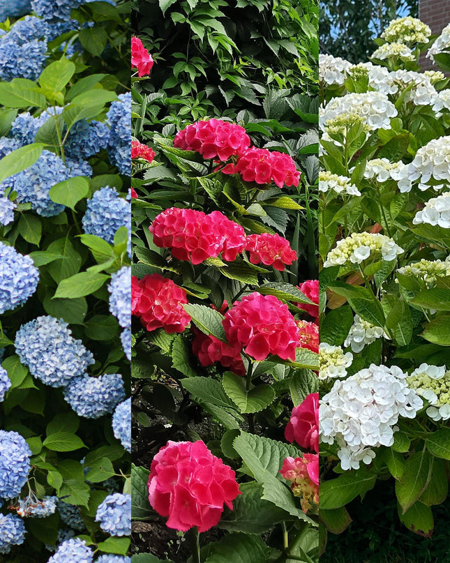 Hortensia - Hydrangea macrophylla Tricolour - Bloem Blauw, Roze en Wit  - 3 Planten - Bladverliezend - Weinig Onderhoud - Pot 17cm Hoogte 30cm