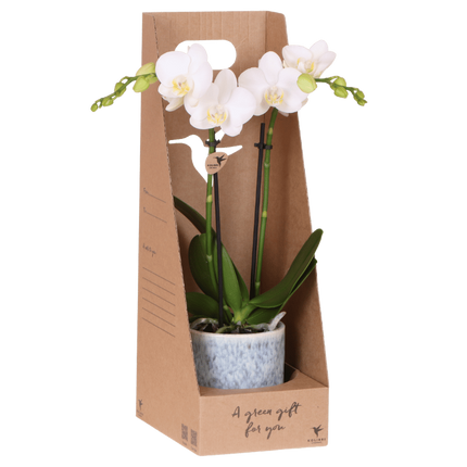 Witte Amabilis orchidee cadeauset - incl. giftbox, orchidee & sierpot - Ø9cm