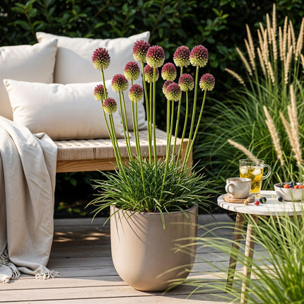 Bloembollen - Allium Sphaerocephalon - Kleur Paars - 100 stuks - Bolmaat 5/6 - XXL Pack