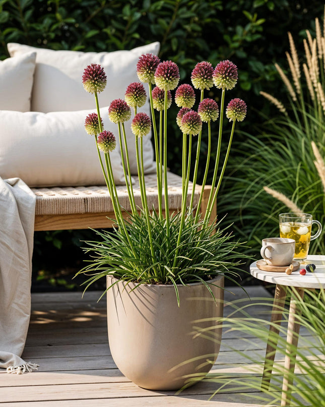 Bloembollen - Allium Sphaerocephalon - Kleur Paars - 100 stuks - Bolmaat 5/6 - XXL Pack