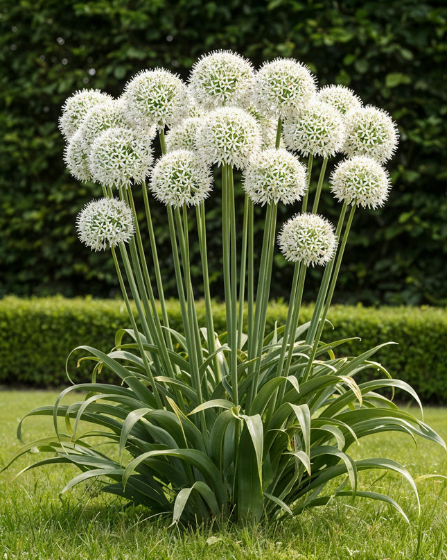 Bloembollen - Allium Mount Everest - Kleur Wit - 3 stuks - Bolmaat 16/18 - XXL Pack